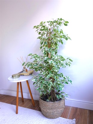 Benjamin Starlight Alacalı 90-100 cm 