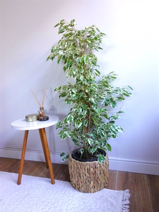 Benjamin Starlight Alacalı 90-100 cm 