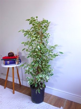 Benjamin Starlight Alacalı 90-100 cm 