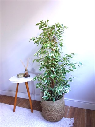 Benjamin Starlight Alacalı 90-100 cm 