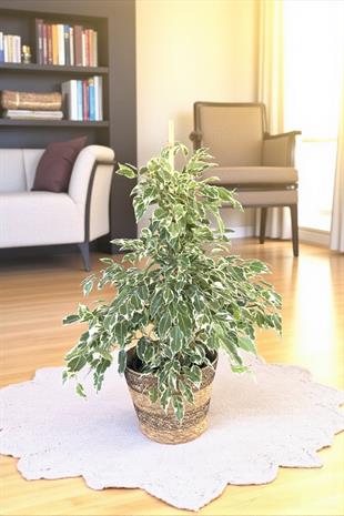 Benjamin Starlight Alacalı 90-100 cm 