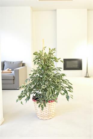 Benjamin Starlight Alacalı 90-100 cm 