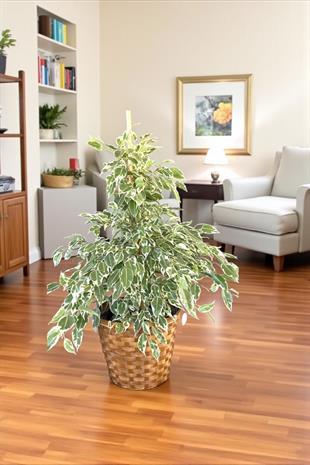 Benjamin Starlight Alacalı 90-100 cm 