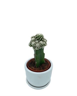Beyaz Aşılı Kaktüs Mammillaria Gracilis Çap 8.5