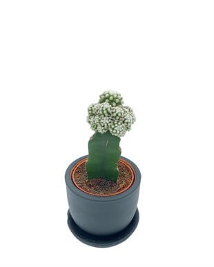 Beyaz Aşılı Kaktüs Mammillaria Gracilis Çap 8.5