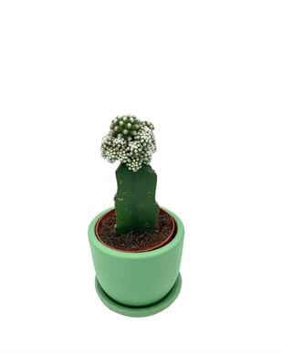 Beyaz Aşılı Kaktüs Mammillaria Gracilis Çap 8.5