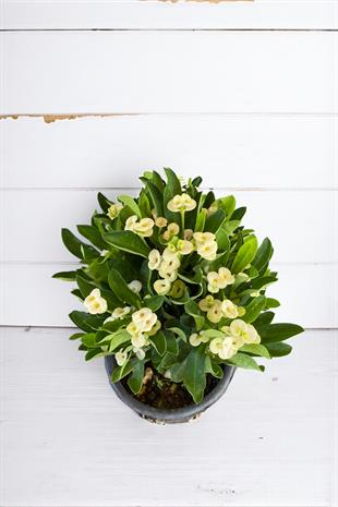 Beyaz Euphorbia Milii (Dikenler Tacı) Çiçeği
