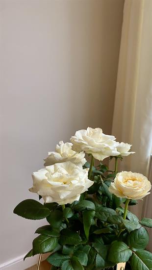 Beyaz Bodur Yediveren Gül İthal