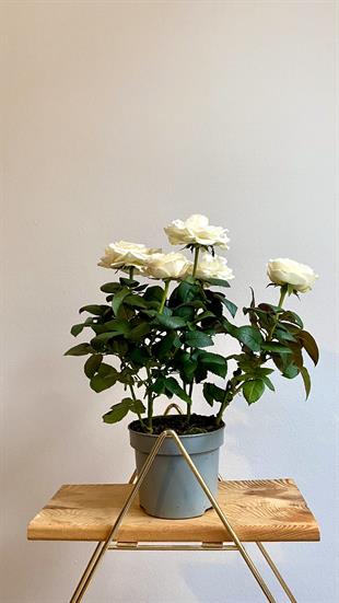 Beyaz Bodur Yediveren Gül İthal