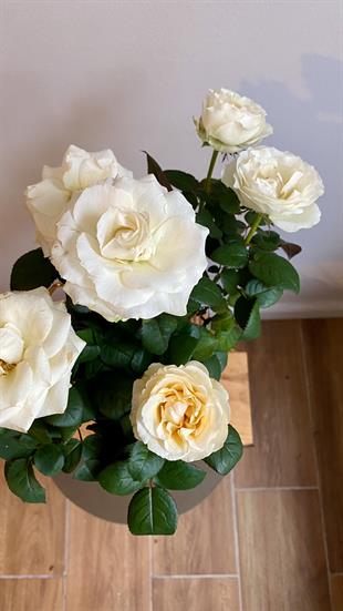 Beyaz Bodur Yediveren Gül İthal