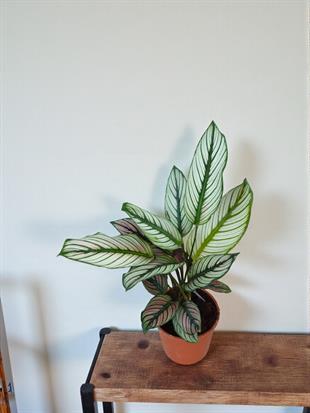 Beyaz Yıldız Dua Çiçeği – Calathea Majestica Whitestar (Geniş Yapraklı)