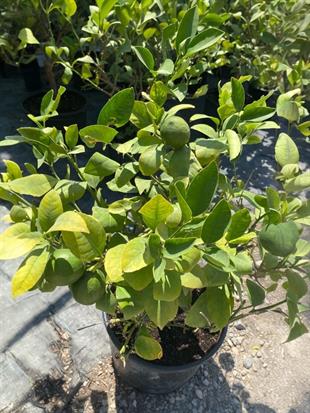 Bodur Limon Ağacı Bol Meyveli