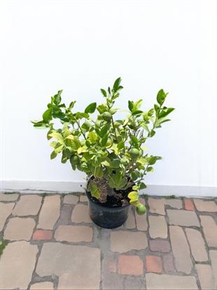 Bodur Limon Ağacı Bol Meyveli