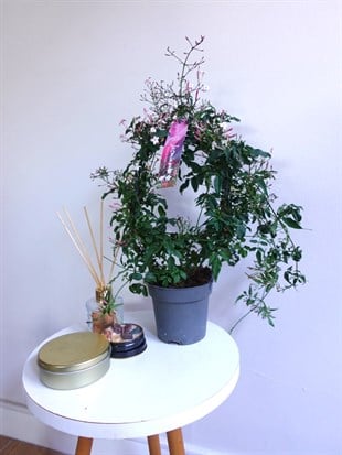 Bol Kokulu ve Çiçekli Jasminum Passion Dark Pink Kış Yasemini 