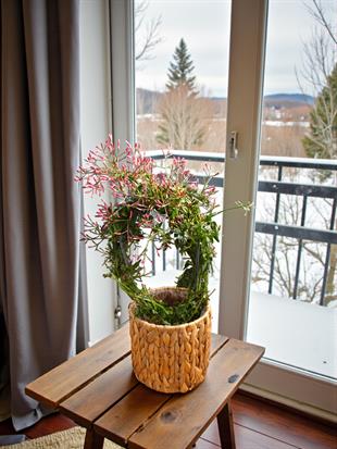 Bol Kokulu ve Çiçekli Jasminum Passion Dark Pink Kış Yasemini 