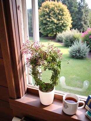 Bol Kokulu ve Çiçekli Jasminum Passion Dark Pink Kış Yasemini 