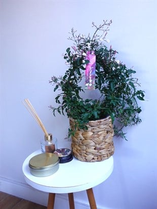 Bol Kokulu ve Çiçekli Jasminum Passion Dark Pink Kış Yasemini 
