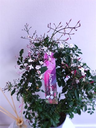 Bol Kokulu ve Çiçekli Jasminum Passion Dark Pink Kış Yasemini 