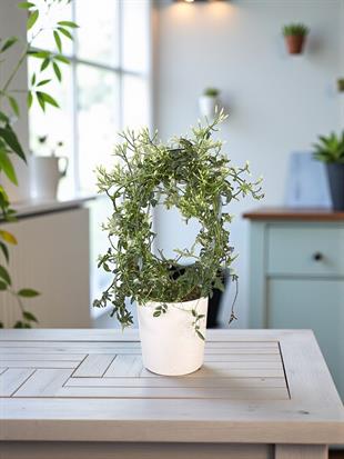 Bol Kokulu ve Çiçekli Jasminum Polyanthum Kış Yasemini (Ada Yasemini)