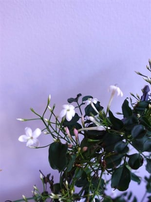 Bol Kokulu ve Çiçekli Jasminum Polyanthum Kış Yasemini (Ada Yasemini)