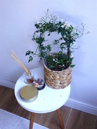 Bol Kokulu ve Çiçekli Jasminum Polyanthum Kış Yasemini (Ada Yasemini)