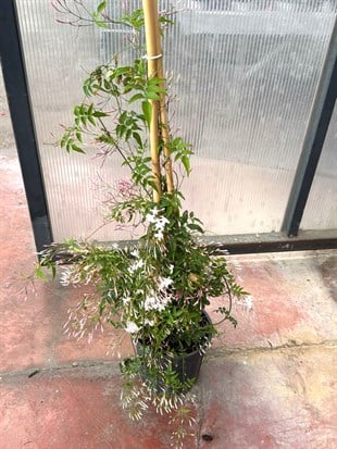 Bol Kokulu ve Çiçekli Jasminum Polyanthum XL Kış Yasemini (Ada Yasemini) 