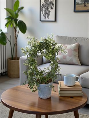 Bol Kokulu ve Çiçekli Jasminum Polyanthum Kış Yasemini (Ada Yasemini)