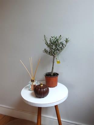 Bonsai Zeytin Ağacı – Aşkın ve Sonsuzluğun Canlı Simgesi 🌿