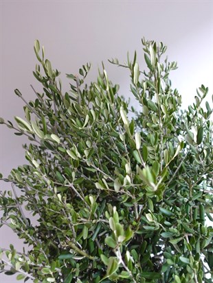Premium XL Zeytin Bonsai (Olea europaea) – Evinize Bereket Taşıyan Asırlık Güzellik 🫒