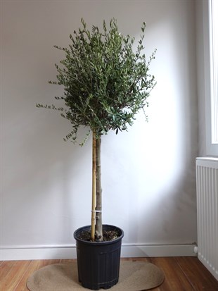 Premium XL Zeytin Bonsai (Olea europaea) – Evinize Bereket Taşıyan Asırlık Güzellik 🫒