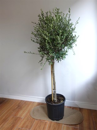 Premium XL Zeytin Bonsai (Olea europaea) – Evinize Bereket Taşıyan Asırlık Güzellik 🫒