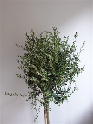 Premium XL Zeytin Bonsai (Olea europaea) – Evinize Bereket Taşıyan Asırlık Güzellik 🫒