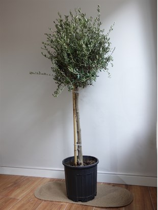 Premium XL Zeytin Bonsai (Olea europaea) – Evinize Bereket Taşıyan Asırlık Güzellik 🫒