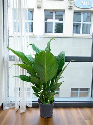 Büyük Boy Barış Çiçeği – Spatifilyum (70 cm - Hava Temizleyici)