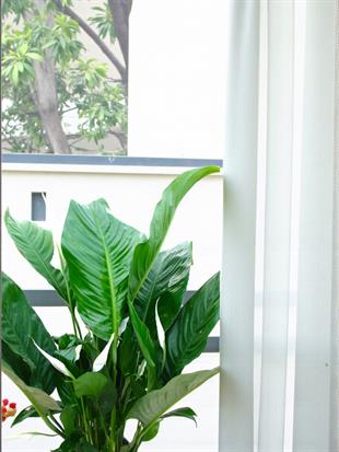 Büyük Boy Barış Çiçeği – Spatifilyum (70 cm - Hava Temizleyici)