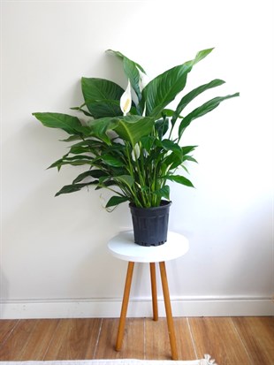 Büyük Boy Barış Çiçeği – Spatifilyum (70 cm - Hava Temizleyici)