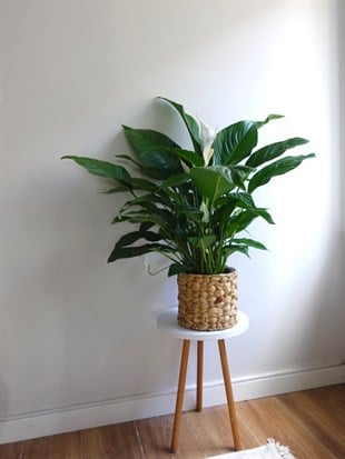 Büyük Boy Barış Çiçeği – Spatifilyum (70 cm - Hava Temizleyici)