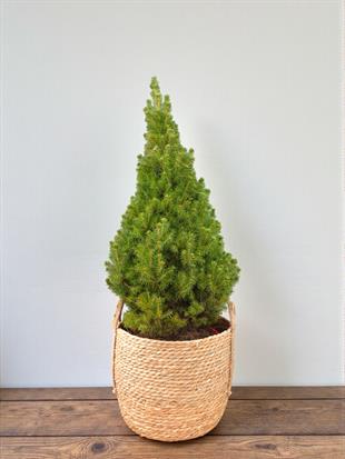 Büyük Boy Yılbaşı Çamı (120–130 cm) - Picea Glauca Conica