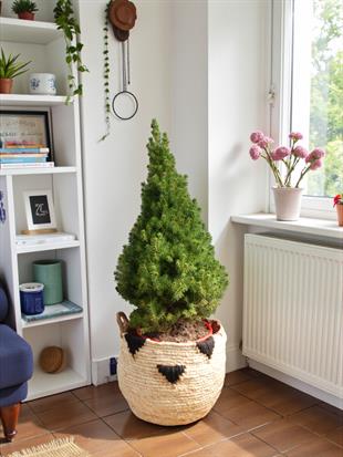 Büyük Boy Yılbaşı Çamı (120–130 cm) - Picea Glauca Conica