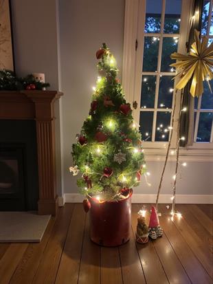 Büyük Boy Yılbaşı Çamı (120–130 cm) - Picea Glauca Conica