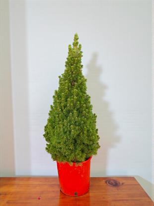 Büyük Boy Yılbaşı Çamı (120–130 cm) - Picea Glauca Conica