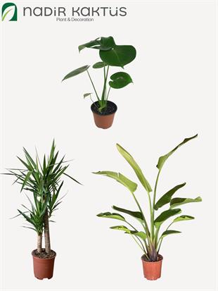 Büyük Salon Çözüm Seti ( 2 Gövdeli Yuka 100 - 120 Cm - Monstera Deve Tabanı - 2 Gövdeli Starliçe 140 - 150 Cm )
