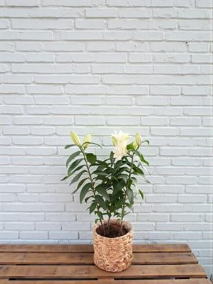 Büyüleyici Kokulu Beyaz Kazablanka Lilyum - Mis Zambak