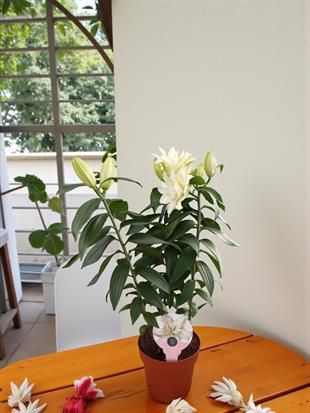 Büyüleyici Kokulu Beyaz Kazablanka Lilyum - Mis Zambak