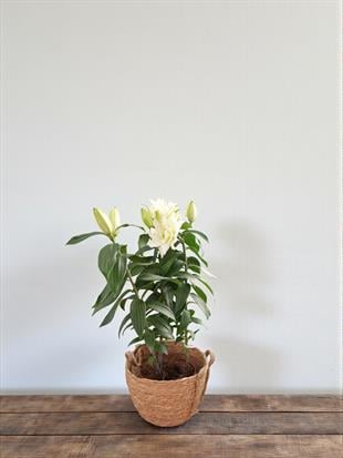 Büyüleyici Kokulu Beyaz Kazablanka Lilyum - Mis Zambak