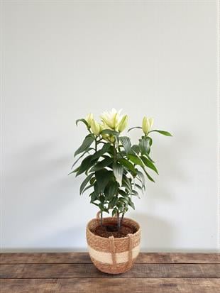 Büyüleyici Kokulu Beyaz Kazablanka Lilyum - Mis Zambak