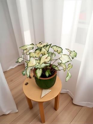 Caladium White Wonder