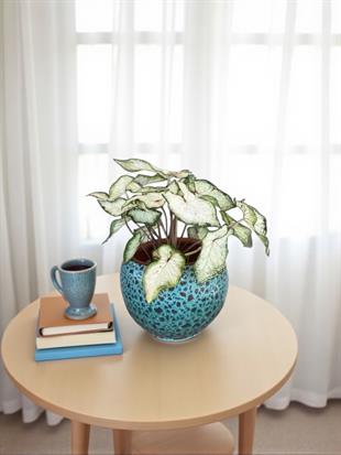 Caladium White Wonder