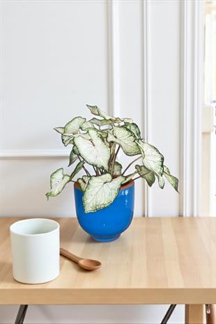 Caladium White Wonder