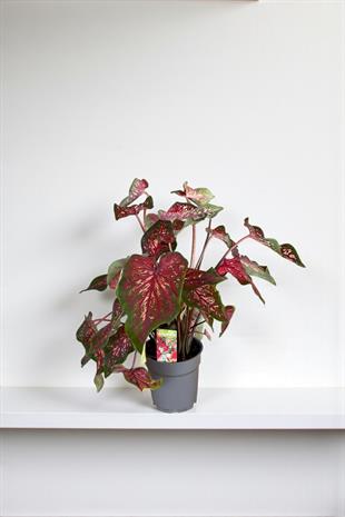 Caladium Wildfire 